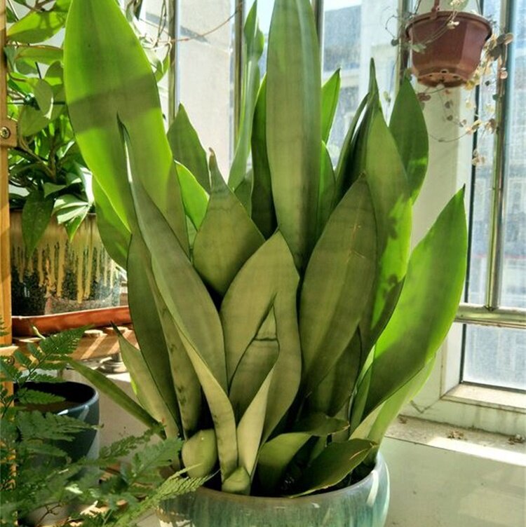 4种"耐旱又耐阴"的绿植,新手种直爆盆