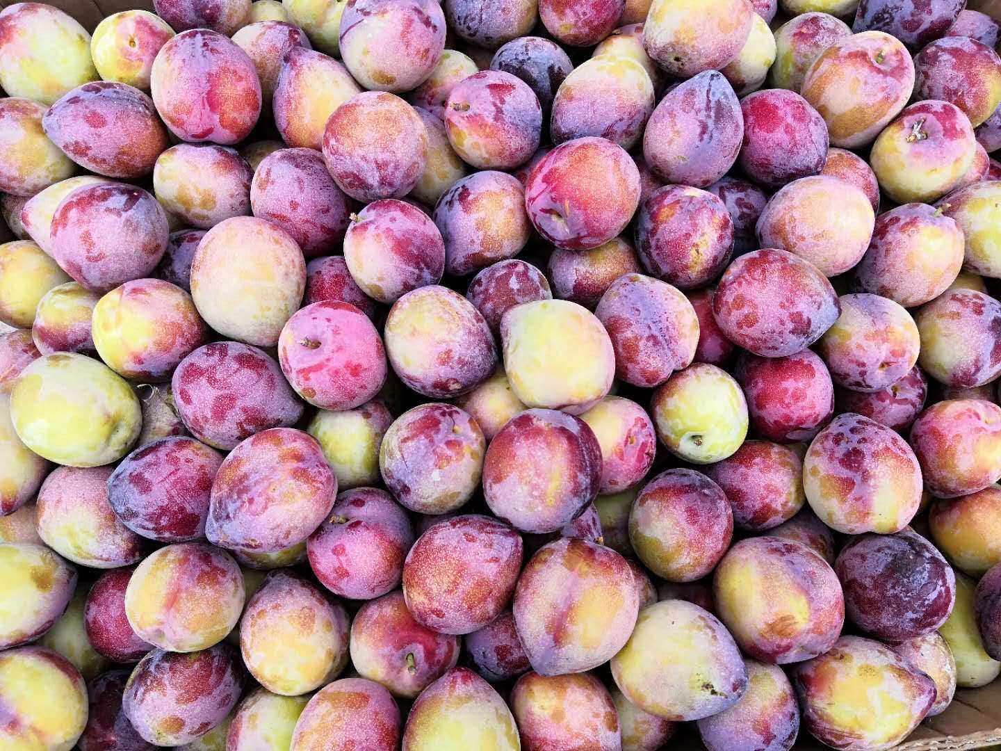 东北干核李子黑龙江现货新鲜酸甜孕妇水果干碗桃李子包邮5斤装