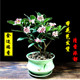 ພະນົມເປນ Daphne potted pile old-scented flower plant indoor flower room living winter ທົນ​ທານ​ຕໍ່​ຄວາມ​ເຢັນ​ແລະ​ງ່າຍ​ທີ່​ຈະ​ປູກ​ດອກ​ໄມ້​ໄດ້​ຢ່າງ​ຕໍ່​ເນື່ອງ