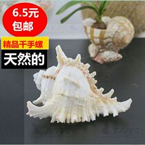 White thousand-handed chrysanthemum snails can listen to the sound of the sea breeze conch shells creative window floor fish tank landscaping ornaments decoration