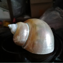 Conch shell oversized silver light snail hermit crab replacement special shell fish tank three Lake tiger fish to avoid