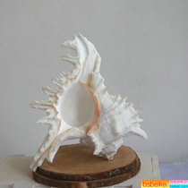 White thousand-handed snail chrysanthemum snail 10cm conch shell home floor fish tank landscaping decoration shooting props