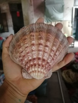 Super large natural shell thick scallops lion claw shell barbecue creative tableware shooting props fish tank landscaping decoration