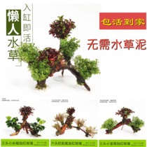Water Banyan Water grass sunken wood water grass fish tank decoration landscaping freshwater soilless living body stem species