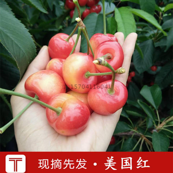 现货美国红发货大连特产老田家樱桃园大樱桃5斤装