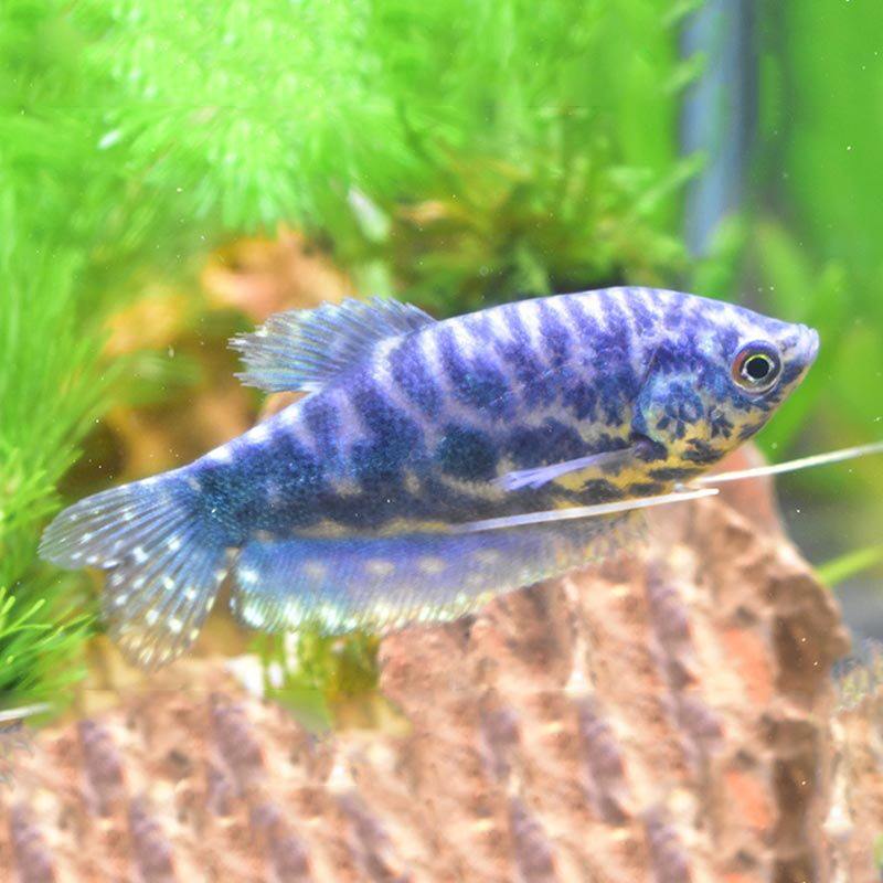 中型鱼热带观赏鱼淡水鱼新手宠物金鱼好养耐活鱼不打氧 - 热带鱼专业