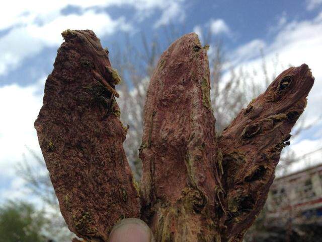 西藏正品野生大花去皮红景天 可打粉 进藏必备中药材 500克包邮