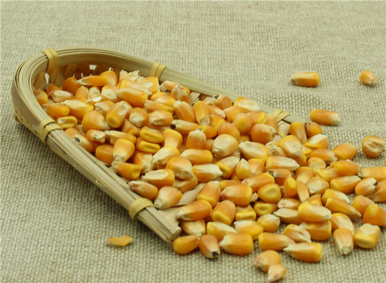 玉米粒农家自种苞米粒钓鱼打窝玉米籽鸽子鸡鸭宠物饲料100斤包邮