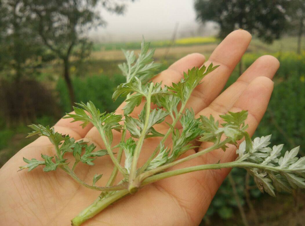 安庆桐城特产 蒿子粑蒿子粑粑10只柴锅煎腊肉香 让心灵踏青