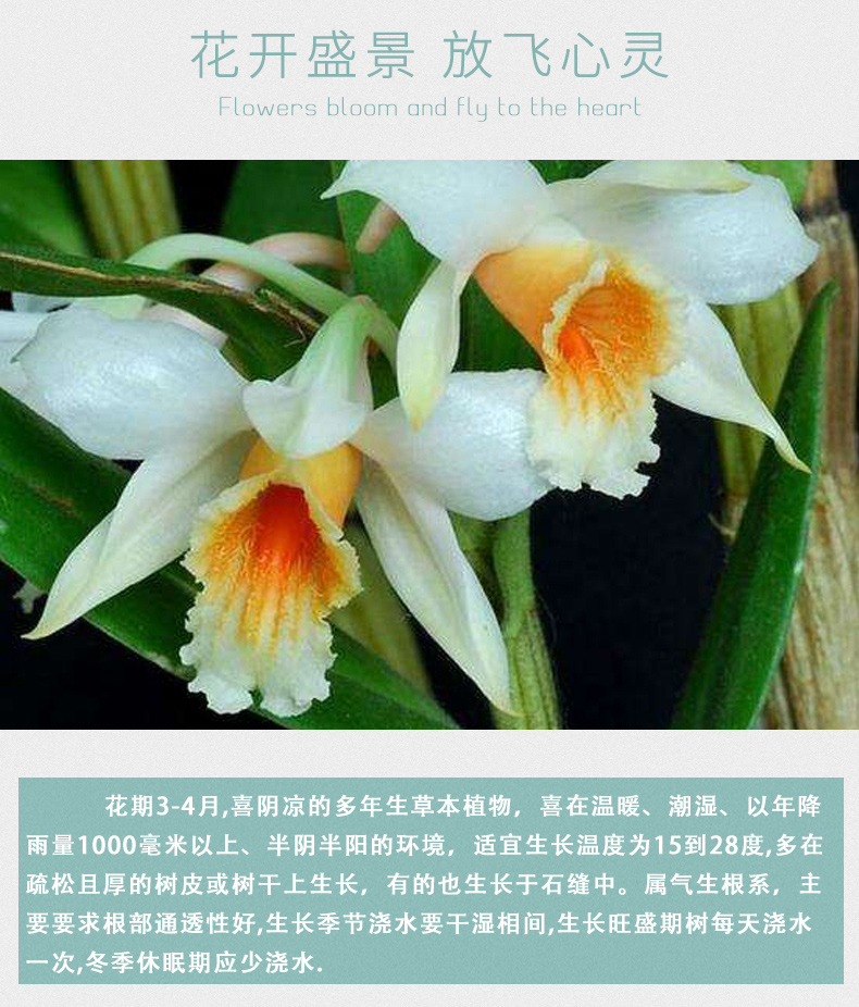 江楠枫兰翅萼铁皮石斛苗米斛石斛介绍
