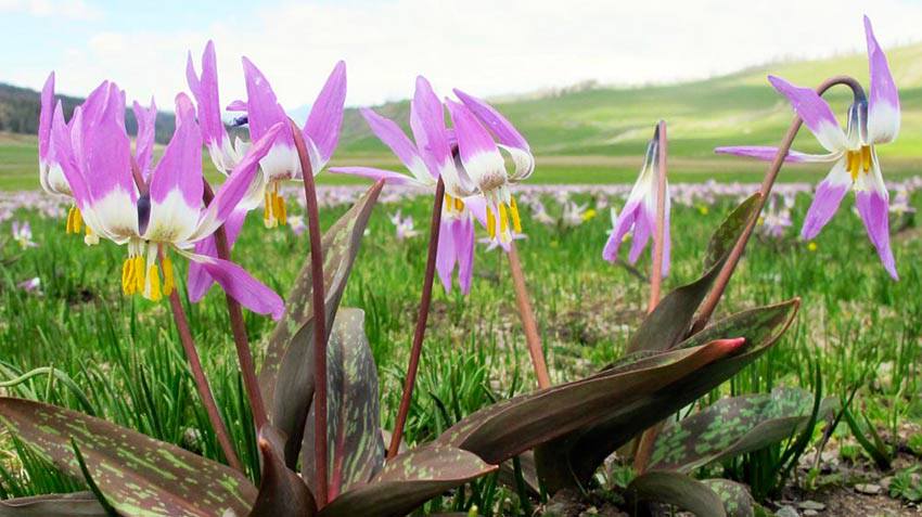 新疆稀有球根原生花卉新疆猪牙花erythroniumsibiricum特价