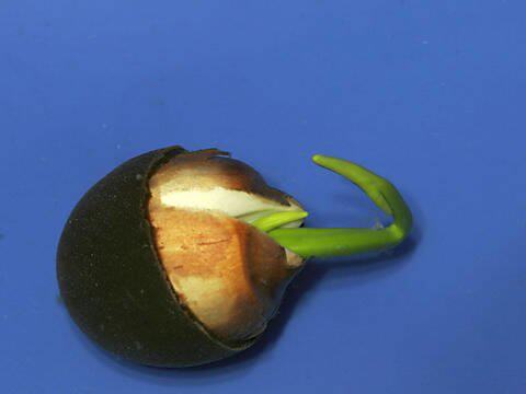 批发碗莲 睡莲 荷花种子 观赏 发芽率高 花色多 特价8分钱一粒