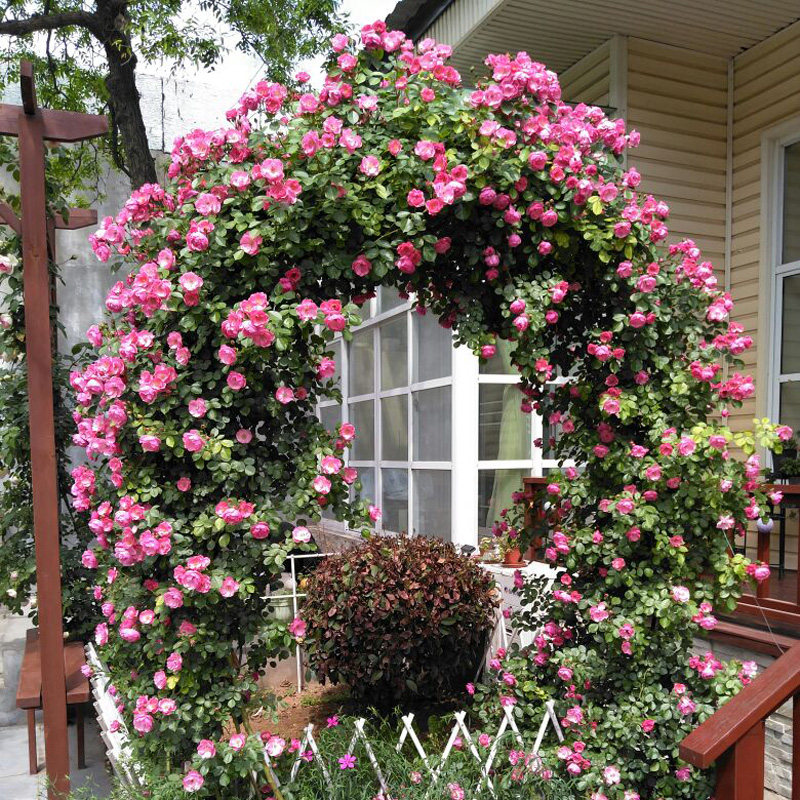 欧月藤本爬藤攀援蔷薇玫瑰月季花苗庭院阳台盆栽花卉植物长期开花