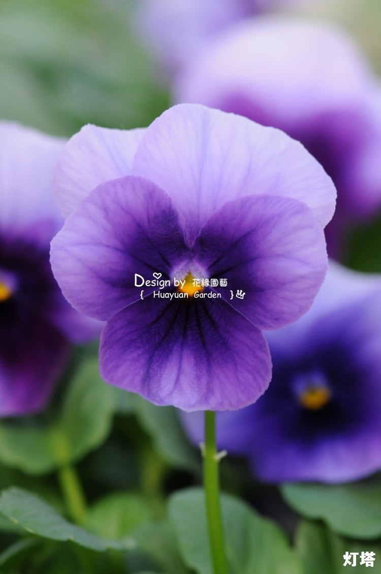 花缘咸菜进口花种美国泛美角堇果汁冰糕系列10粒