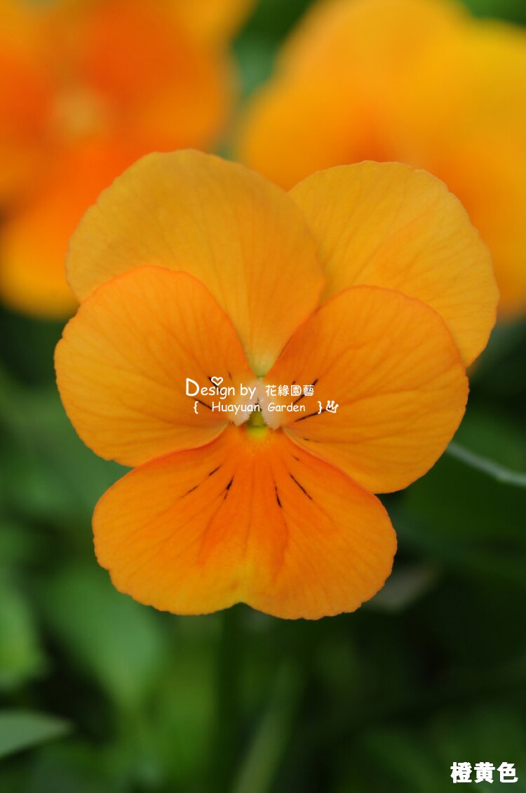 花缘咸菜进口花种美国泛美角堇果汁冰糕系列10粒