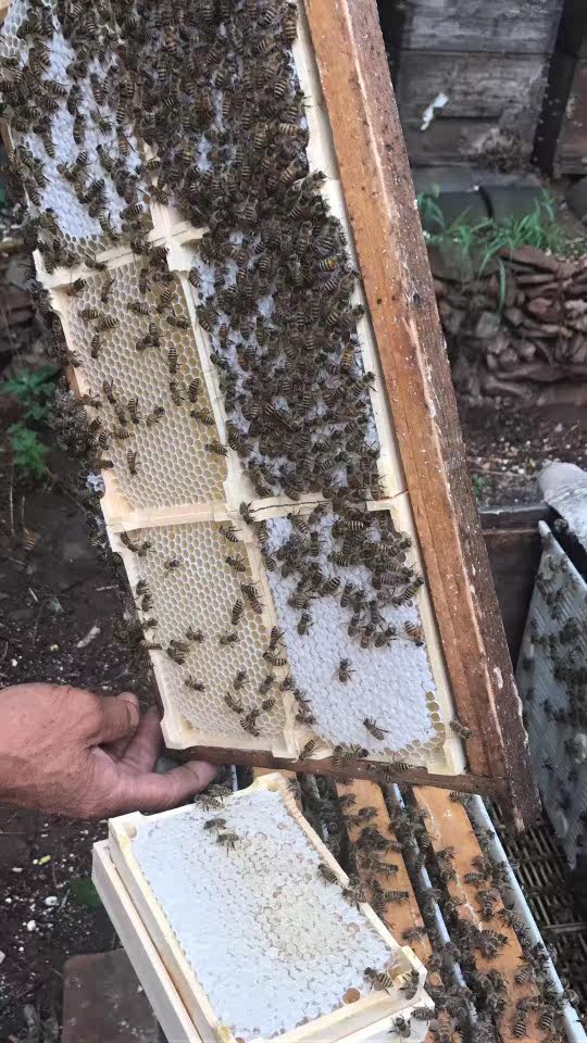 巢蜜蜂巢蜜嚼着吃盒装蜂蜜纯正天然农家自产野生老蜂巢蜂窝蜜峰巢