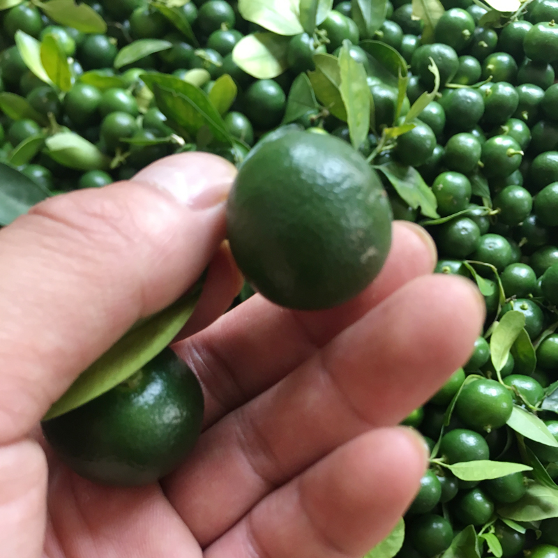 spot fresh fresh small green kumquat small lemon 5 year-round supply milk tea shop green lemon small kumquat 3 kg wholesale