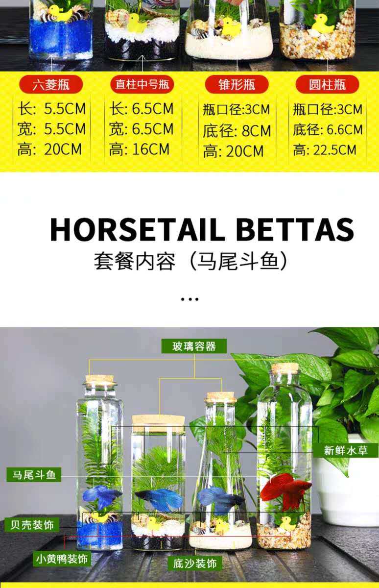 包邮斑马鱼活体微景观免换水生态瓶办公室水族宠物观赏鱼玻璃鱼缸