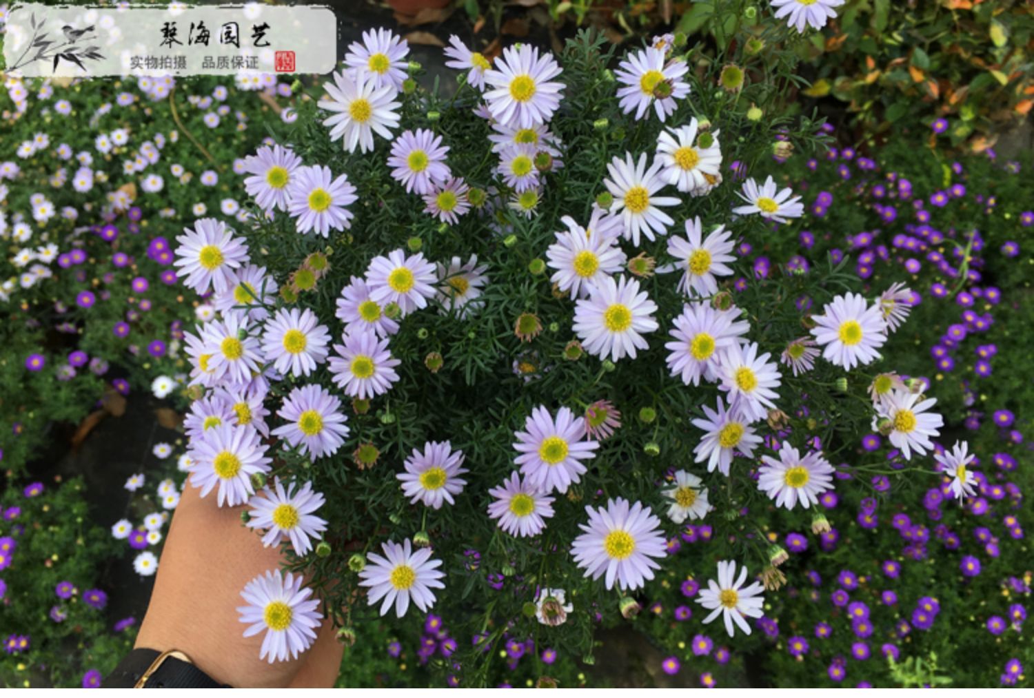 姬小菊花苗盆栽室外庭院阳台窗台花卉花四季开花季小菊盆栽带花发