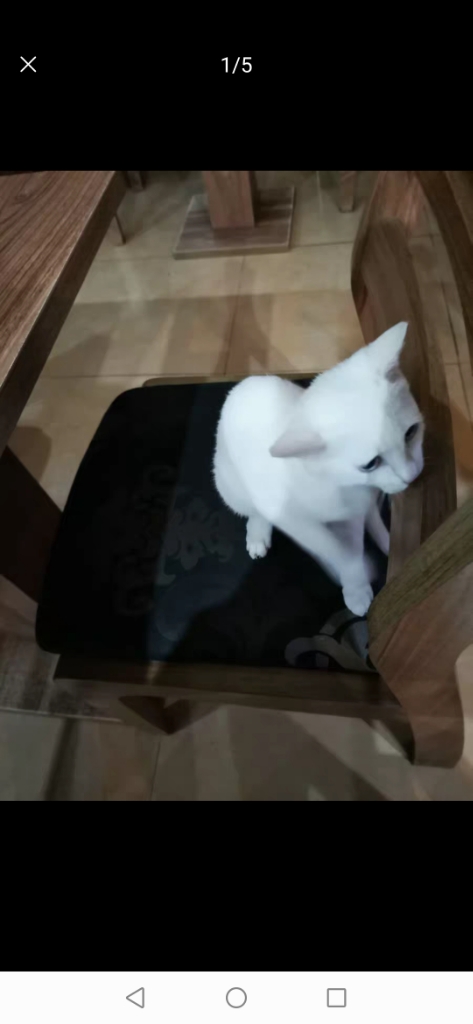 天然猫粮5斤三文鱼+金枪鱼为什么那么贵怎么样值得买吗,用过后才明白真的值,第3张 天然猫粮5斤三文鱼+金枪鱼为什么那么贵怎么样值得买吗,用过后才明白真的值,第3张