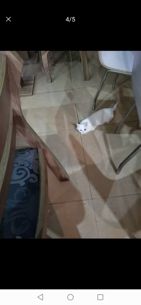 天然猫粮5斤三文鱼+金枪鱼为什么那么贵怎么样值得买吗,用过后才明白真的值,第5张 天然猫粮5斤三文鱼+金枪鱼为什么那么贵怎么样值得买吗,用过后才明白真的值,第5张