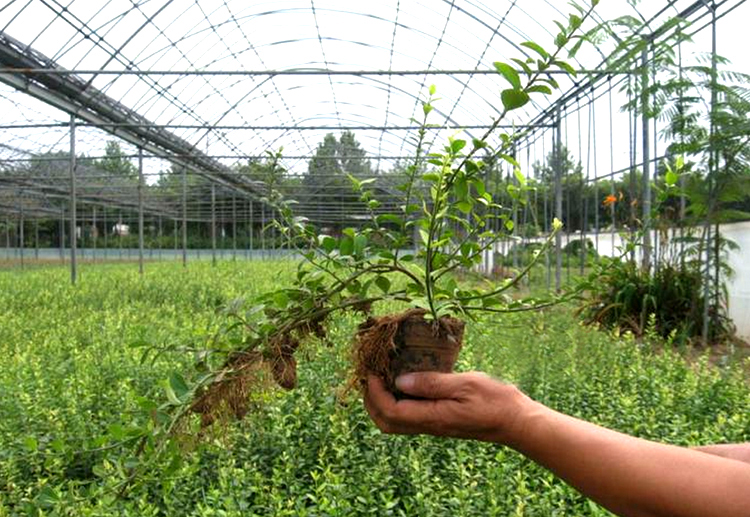爬藤植物小叶扶芳藤苗 四季常绿 生长快庭院盆栽花卉爬山虎爬墙图片