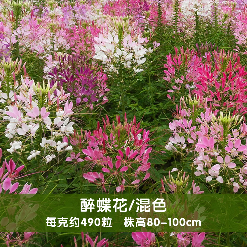 批发醉蝶花种子四季开花易种活阳台绿植庭院花卉种子
