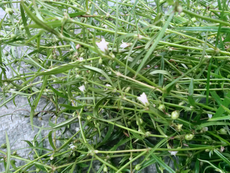 现采现发 正宗野生 新鲜白花蛇舌草 野生白花蛇舌草500克