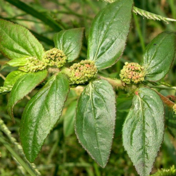 野生新鲜中草药材飞扬草乳籽草飞相草大飞扬大乳汁草乳汁草500克_爱酷