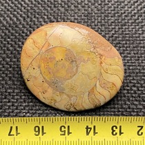 Chrysanthemum petrified stone marine paleontology popular science teaching gift specimen rough natural rough tea darling children