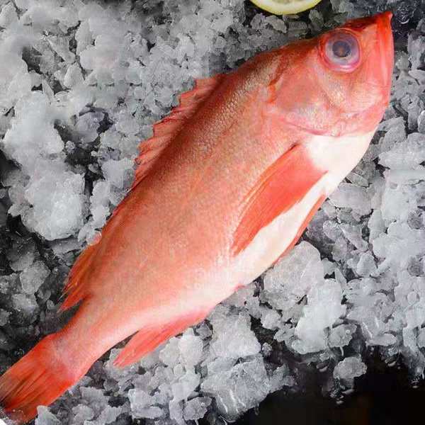 冰岛进口 星河湾 冷冻野生红鱼 单条400-600g*3件 天猫优惠券折后￥59包邮（拍3件）