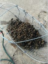 Grabbed fishing mussel clamshell screw artifact net catching snail field snail old old-fashioned snail netting snail snail field snail net basket