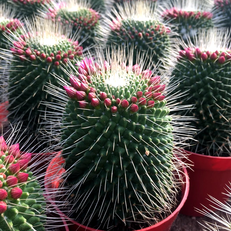 毛花柱仙人球飞碟会开花的仙人球四季双头三头大颗超大白珠丸植物