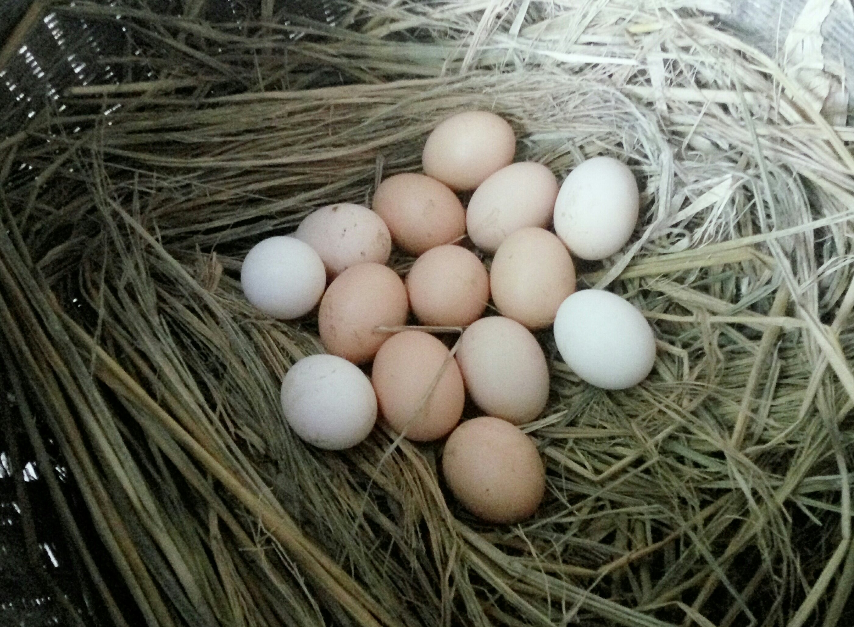 鸡蛋真正农家散养鸡蛋新鲜当日产鸡蛋 30枚包邮 破损包赔_不打折现价