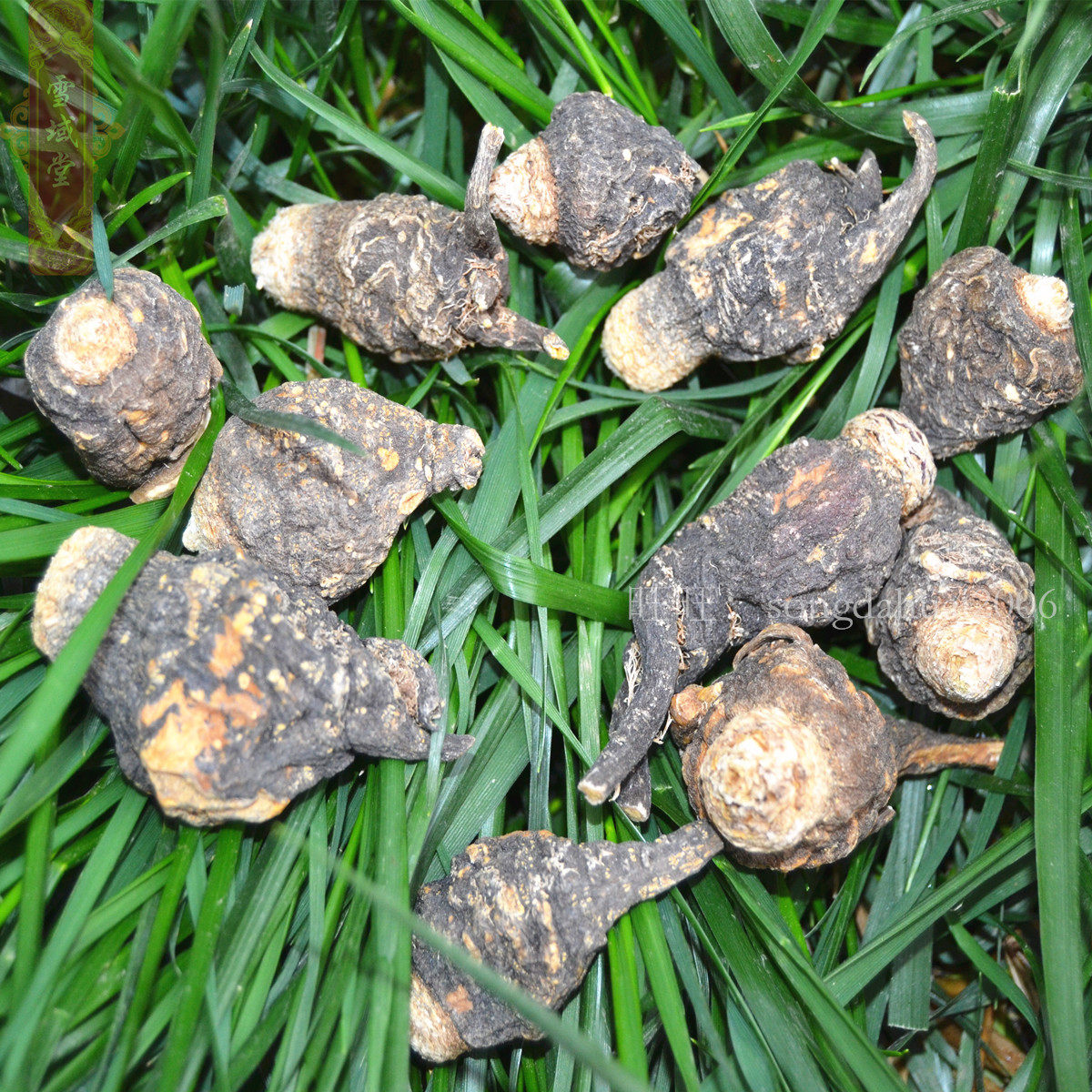 野生黑玛卡片 黑玛咖50克玛卡 秘鲁 正品 补品 云南元素玛咖