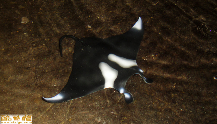 海洋生物 美国玩具safari正品蝠鲼 魔鬼鱼 蝙蝠鲨模型玩偶 特价