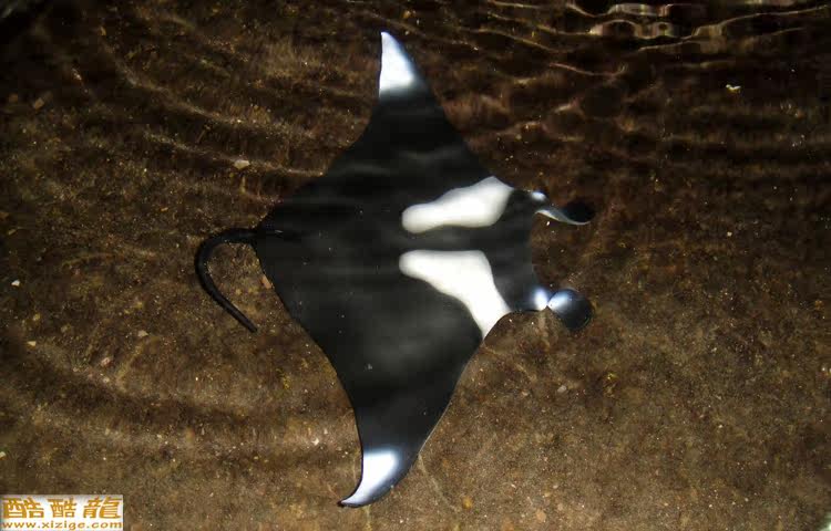 海洋生物 美国玩具safari正品蝠鲼 魔鬼鱼 蝙蝠鲨模型玩偶 特价