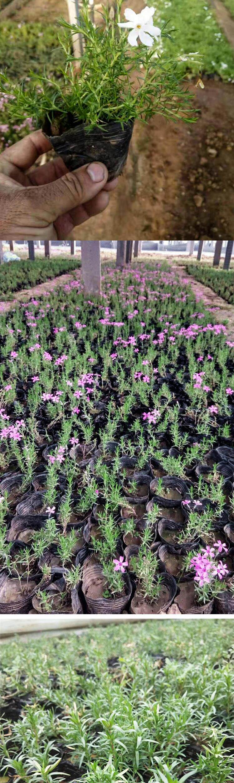 福禄考花苗芝樱地被植物冬天花卉耐寒室外庭院网红花园绿化观花.