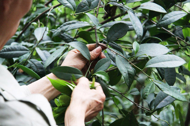 自产自销一级石崖茶金秀大瑶山石岩茶回甘茶一种喝了又想喝的茶