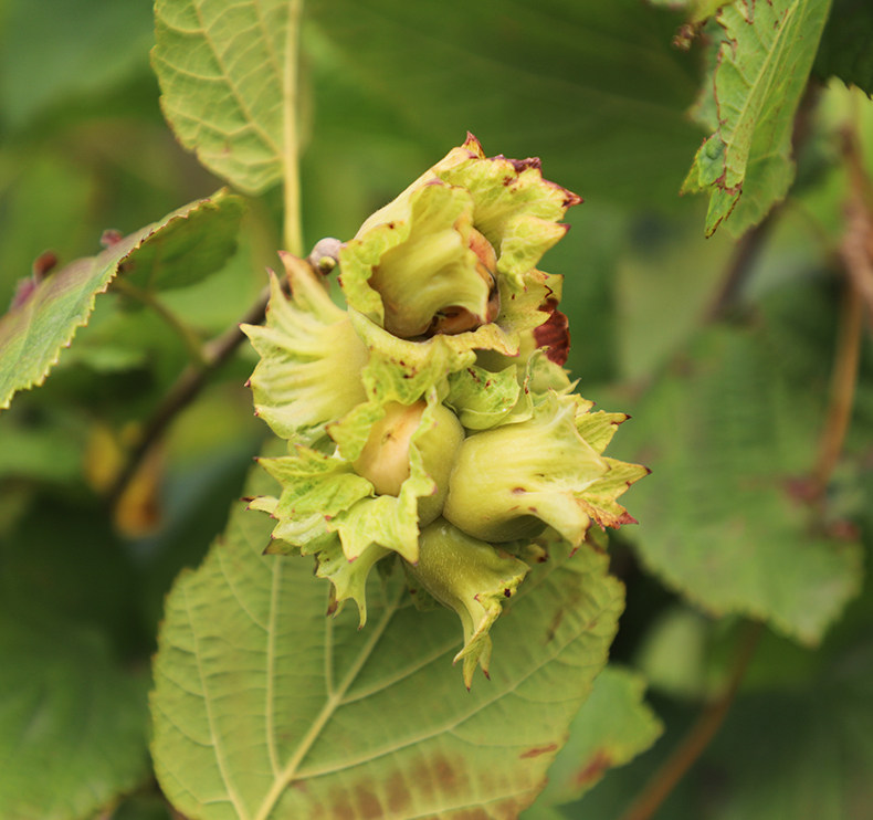 【顺丰包邮】鼠小于新货青皮大榛子500g