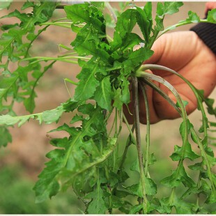 荠菜野生荠菜新鲜4斤装野菜非冷冻包包子饺子馅包邮现货