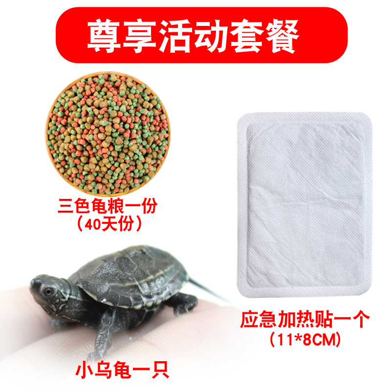  加热垫1片+小乌龟1只+40天龟粮