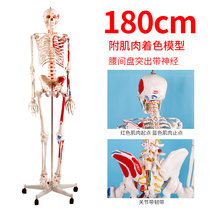 Simulation of human body whole body small white skeletal model skeletal skeleton Skull skull detachable teaching medical positive bone toy yoga