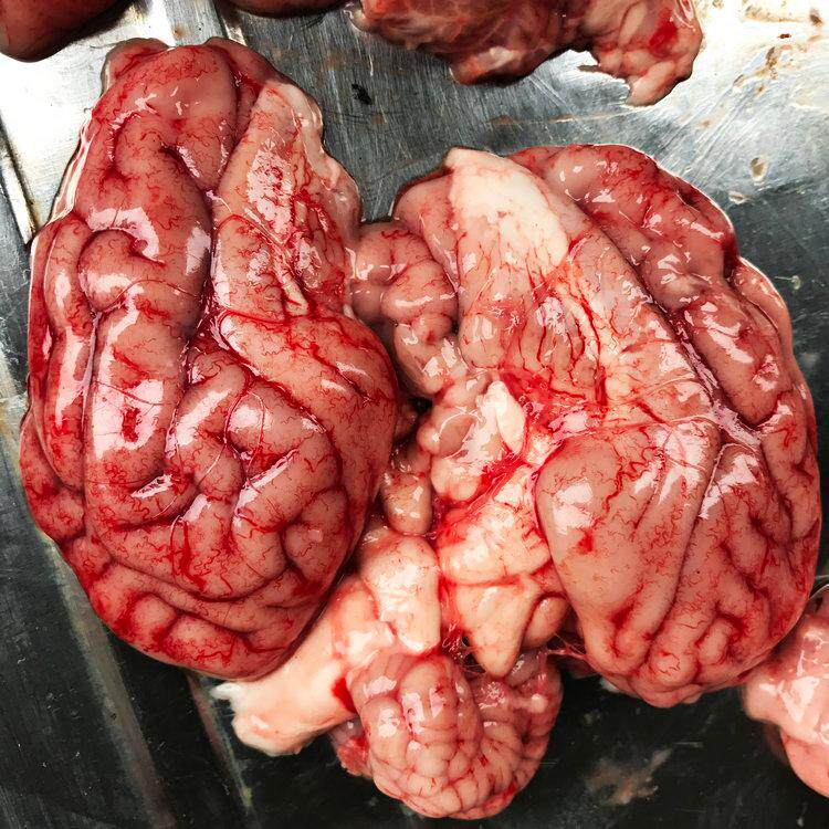 杀猪人家新鲜猪脑 猪脑花 火锅烧烤食材 猪脑生鲜猪脑 顺丰包邮