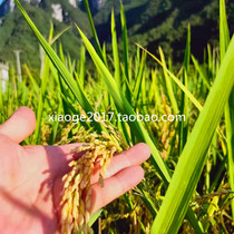 Hunan Xiangxi eighteen Dongcun Village New Rice Old Variety Water Rice Glutinous Mucus production Ecology Not polished 5 kg