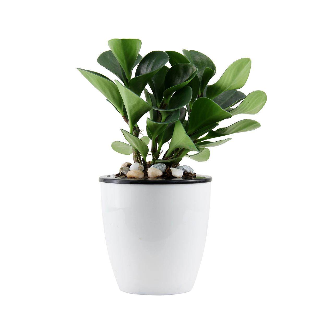 办公花卉植物常绿碧玉盆栽