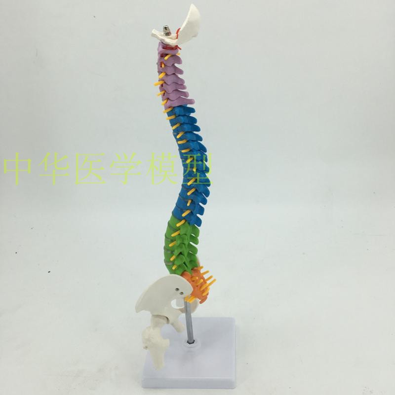 中型45cm人体脊椎模型 脊柱模型 颈椎动脉胸椎腰椎间盘 尾椎神经
