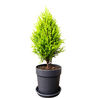 香松桌面盆栽真圣诞树带盆