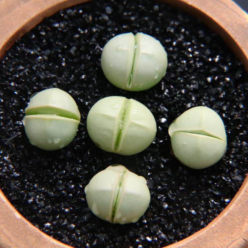 金铃玉金玲玉 生石花肉锥屁屁石头花石生花金玲多肉植物 考拉农场_双