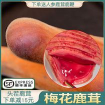 Jilin pruned velvet sika deer authentic fresh deer antler head stubble two bars 100g soup wine Chinese herbal medicine